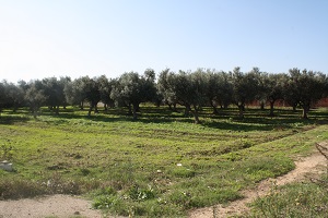 Vente Maisons - Tunisie
