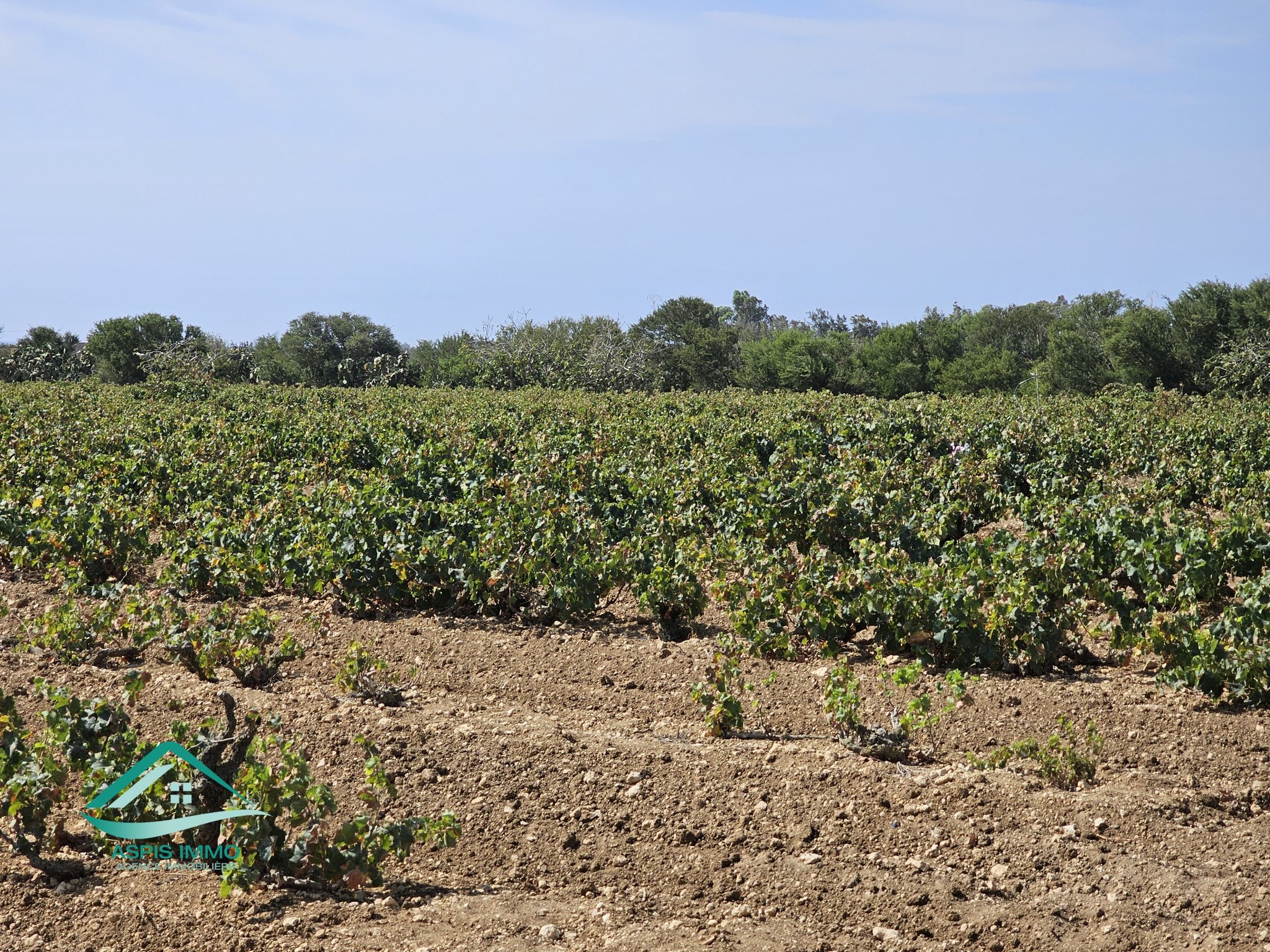 Kelibia Kelibia Vente Surfaces Terrain agricole 28 170 m2  kelibia