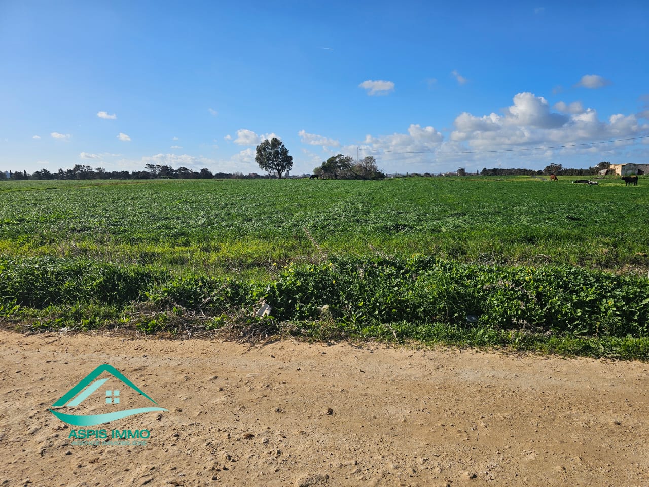 Kelibia Dar Allouche Vente Surfaces Terrain 800 m2  dar allouch