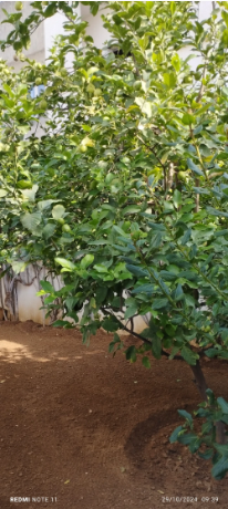 Vente Maisons - Tunisie