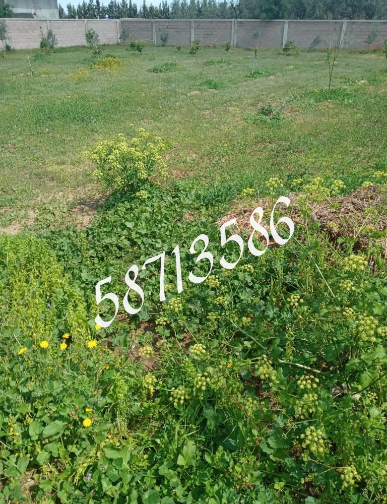 Vente Autre - Tunisie