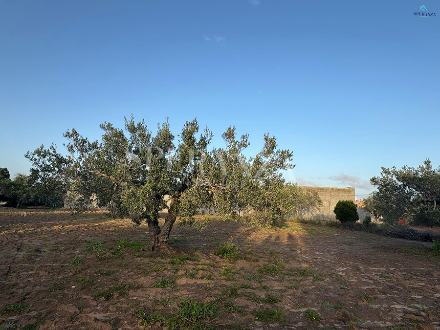 Hammamet Chaabet El Mrezga Vente Autre Terrain zoo