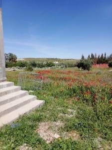 Vente Surfaces - Tunisie