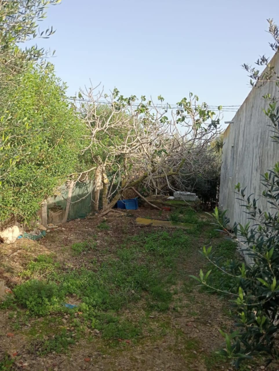 Kelibia Dar Allouche Vente Maisons Maison arab pres de la plage 500m