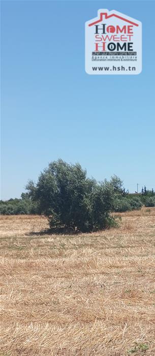 Vente Surfaces - Tunisie