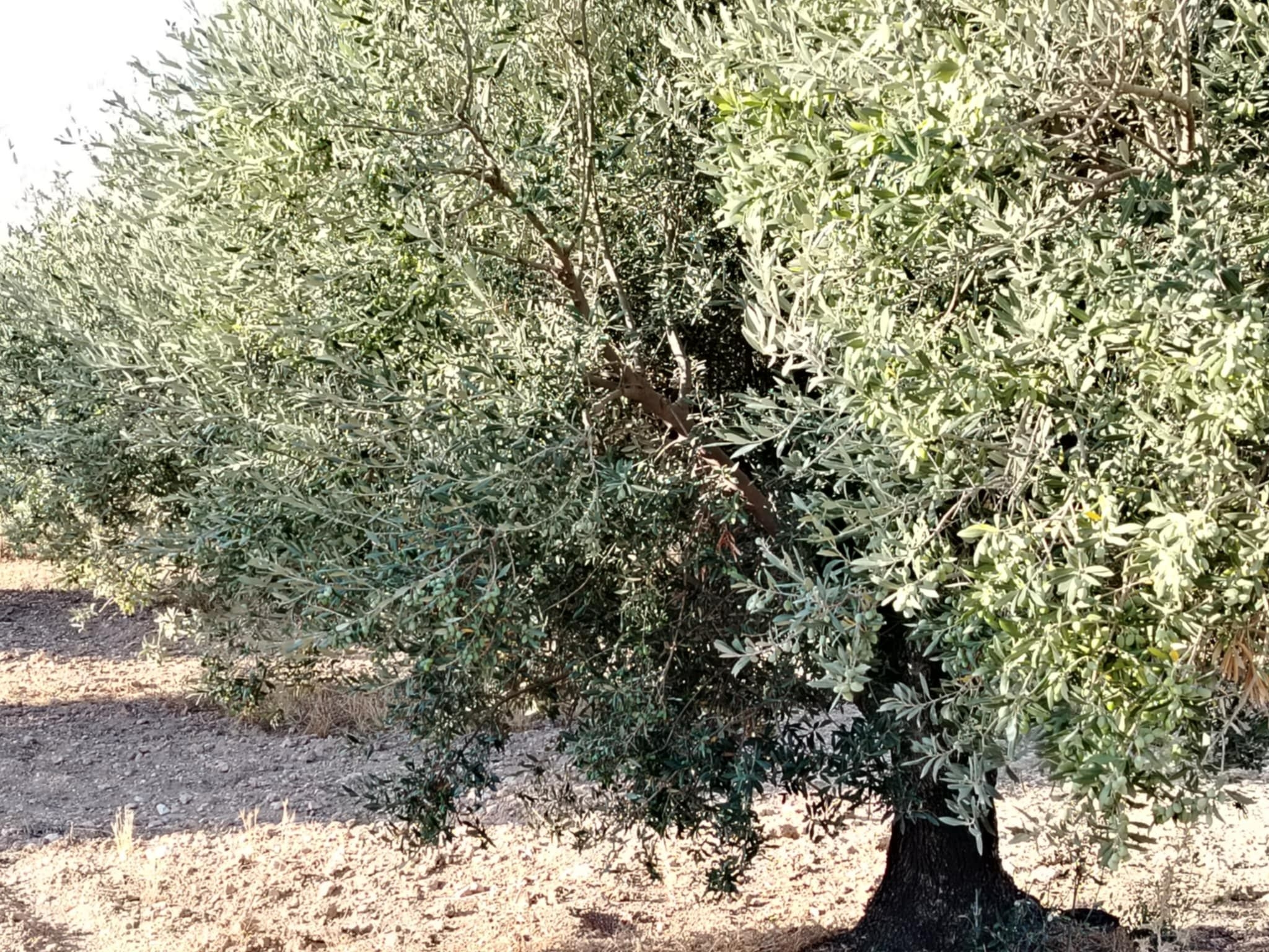 Mornag Khelidia Vente Autre Firma agricole