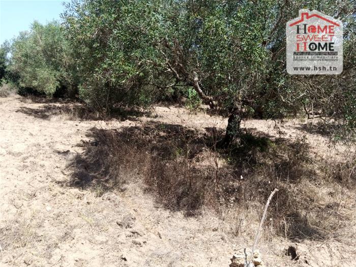 Vente Surfaces - Tunisie