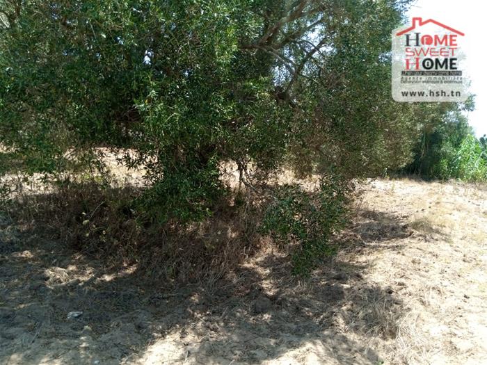 Kelibia Dar Allouche Vente Surfaces Terrain villa souha  dar allouch