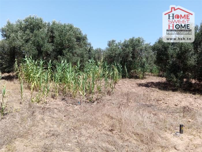 Kelibia Dar Allouche Vente Surfaces Terrain villa souha  dar allouch