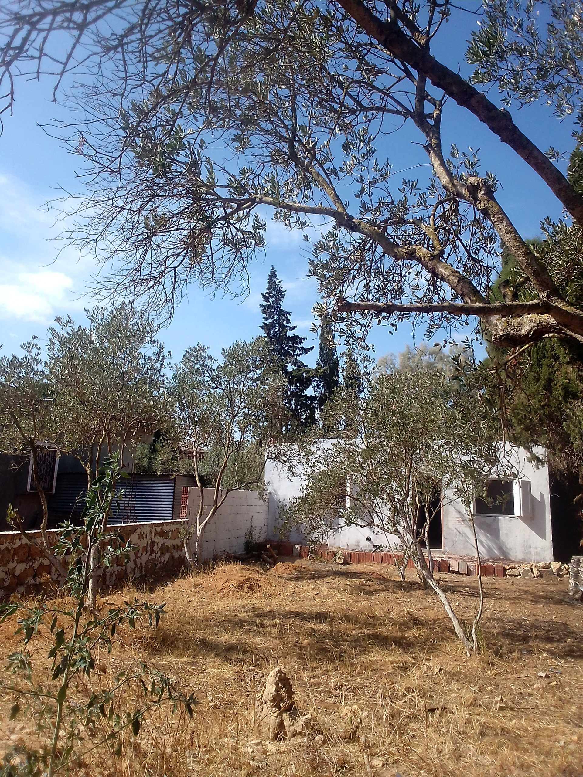 Ras Jebel Cite Kaa El Ballout Vente Maisons Maison s 2  terrain 310 m 2  700 de rue