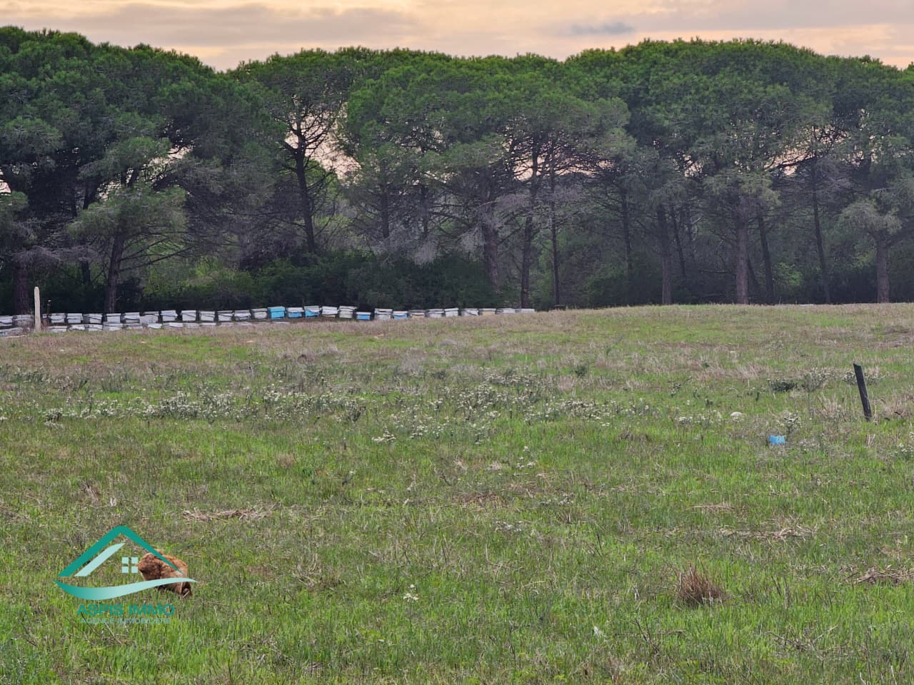 Kelibia Kerkouane Vente Surfaces Vt1006 terrain 14000 m2 sur la route  kerkouene